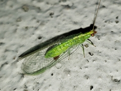 Chrysopodes collaris