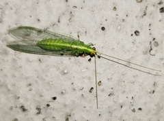 Chrysopodes collaris