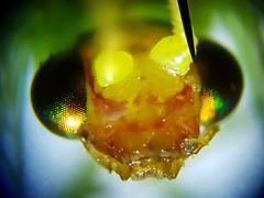 Chrysopodes collaris