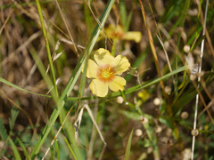 Linum rigidum