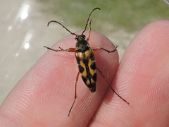 Typocerus sinuatus