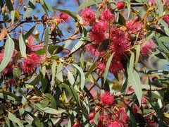 Eucalyptus leucoxylon