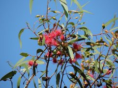Eucalyptus leucoxylon