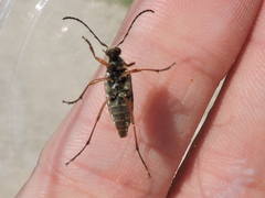 Typocerus sinuatus