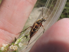Typocerus sinuatus