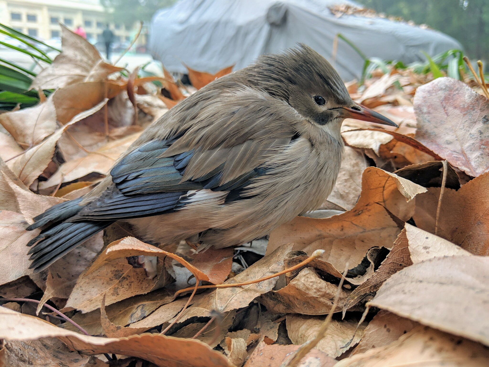 Red-billed Starling