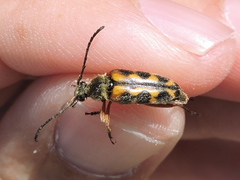 Typocerus sinuatus