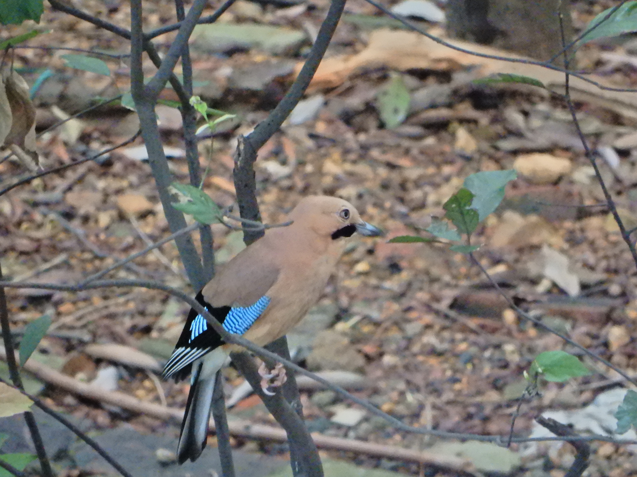 Eurasian Jay