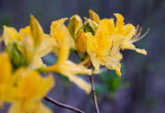 Rhododendron luteum