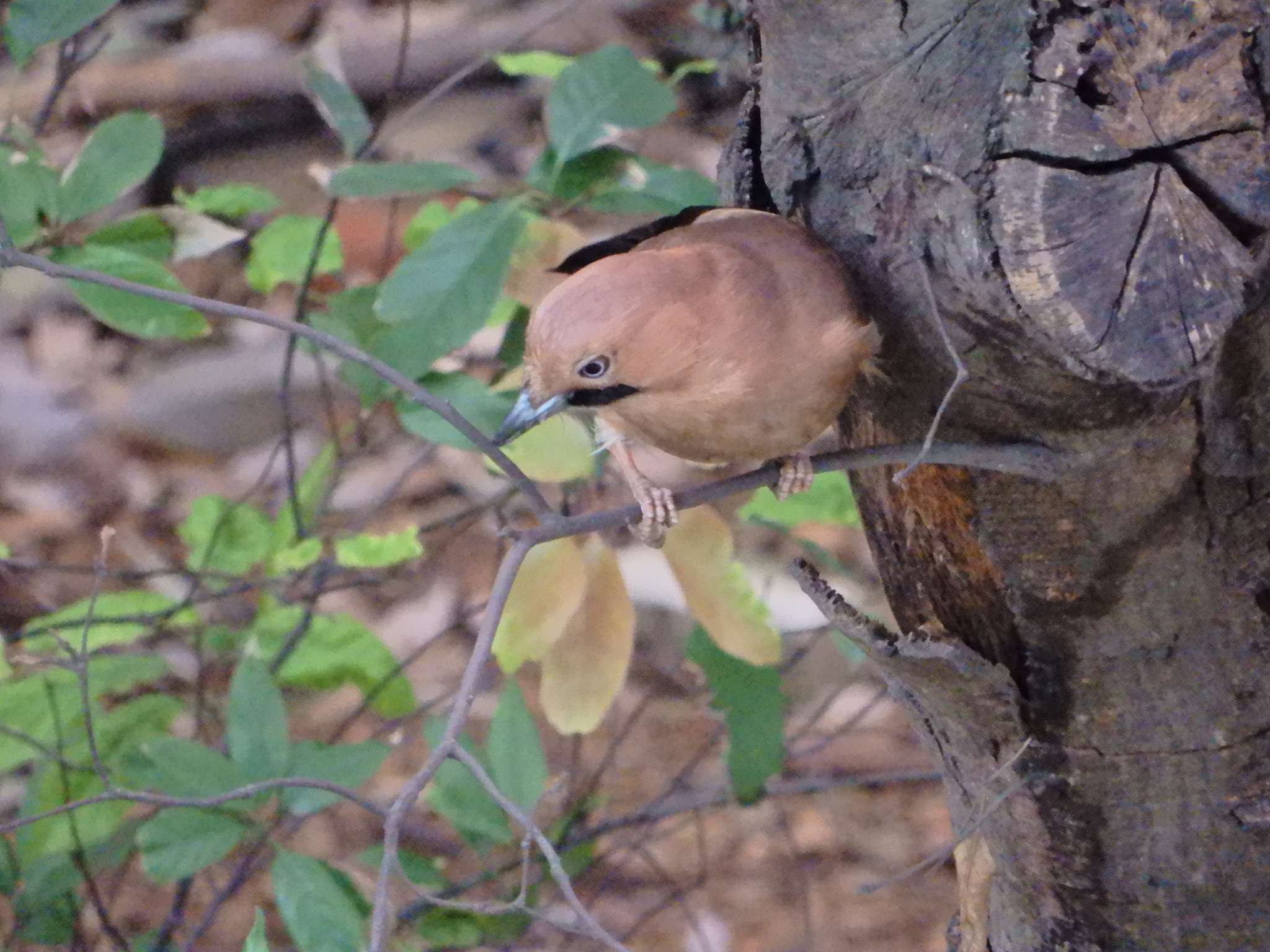 Eurasian Jay
