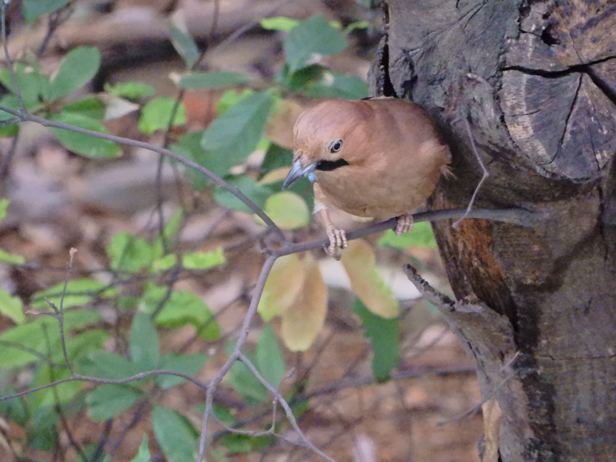 Eurasian Jay