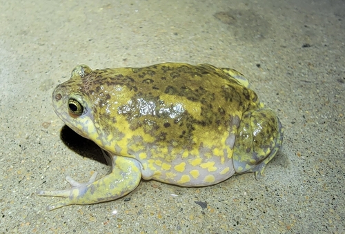 Boreal Digging Frog