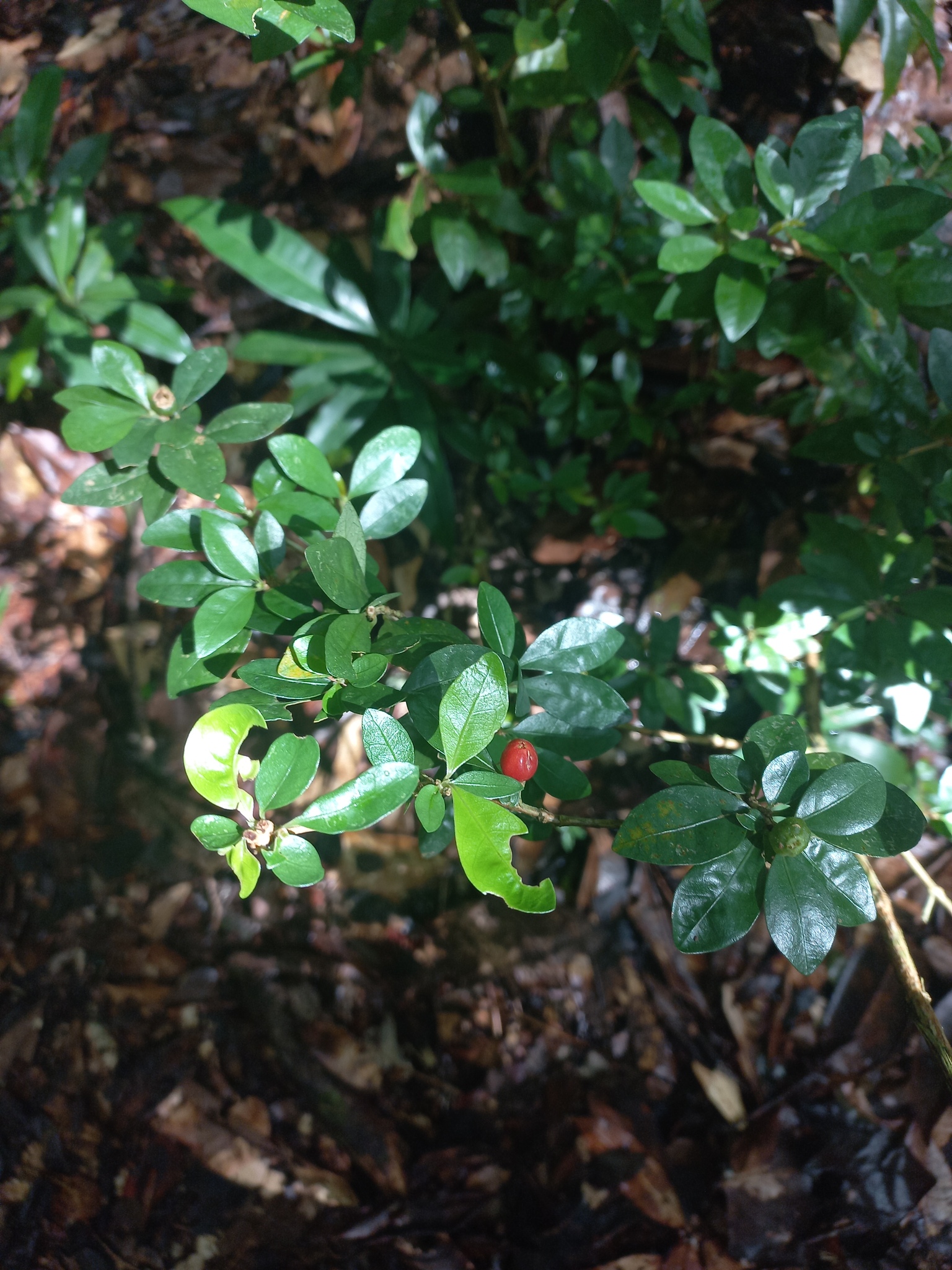 Eumachia depauperata
