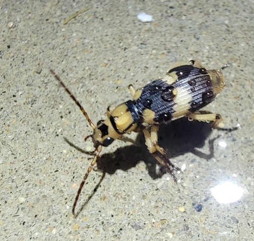 Pheropsophus marginicollis