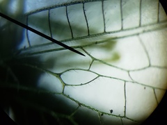 Chrysopodes collaris