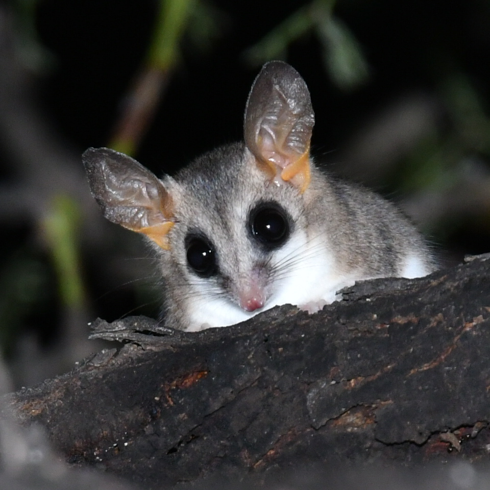Fat-tailed Mouse Opossums
