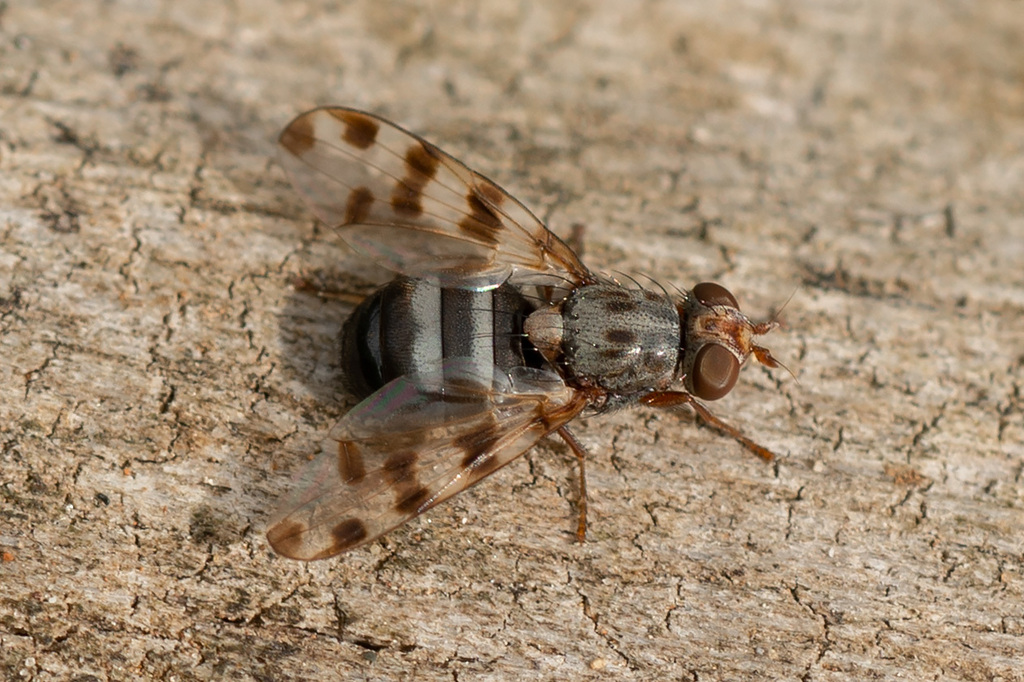 Ceroxys