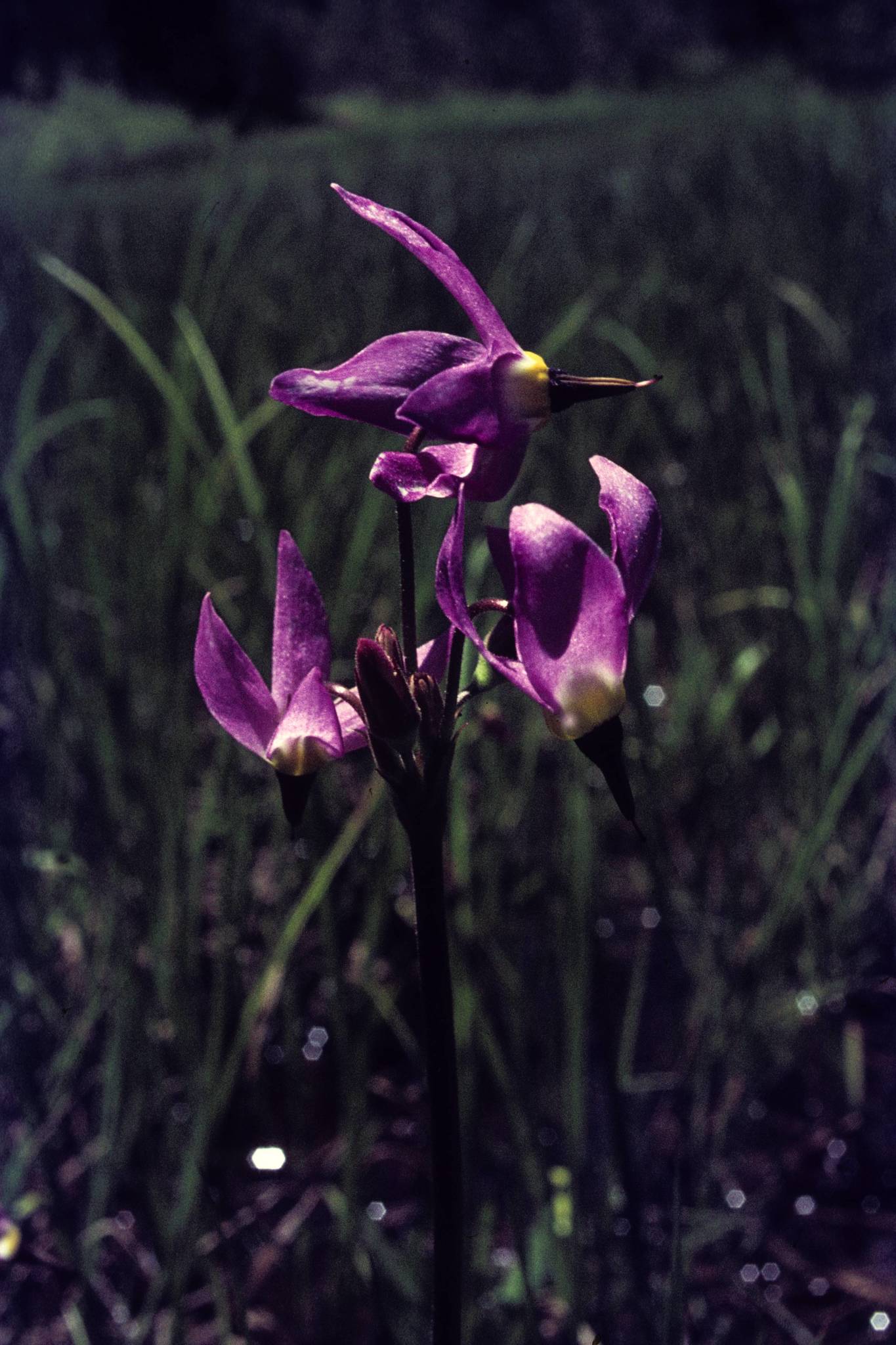 Primula subalpina