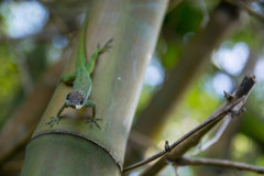 Anolis roquet