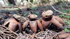 Geastrum fornicatum