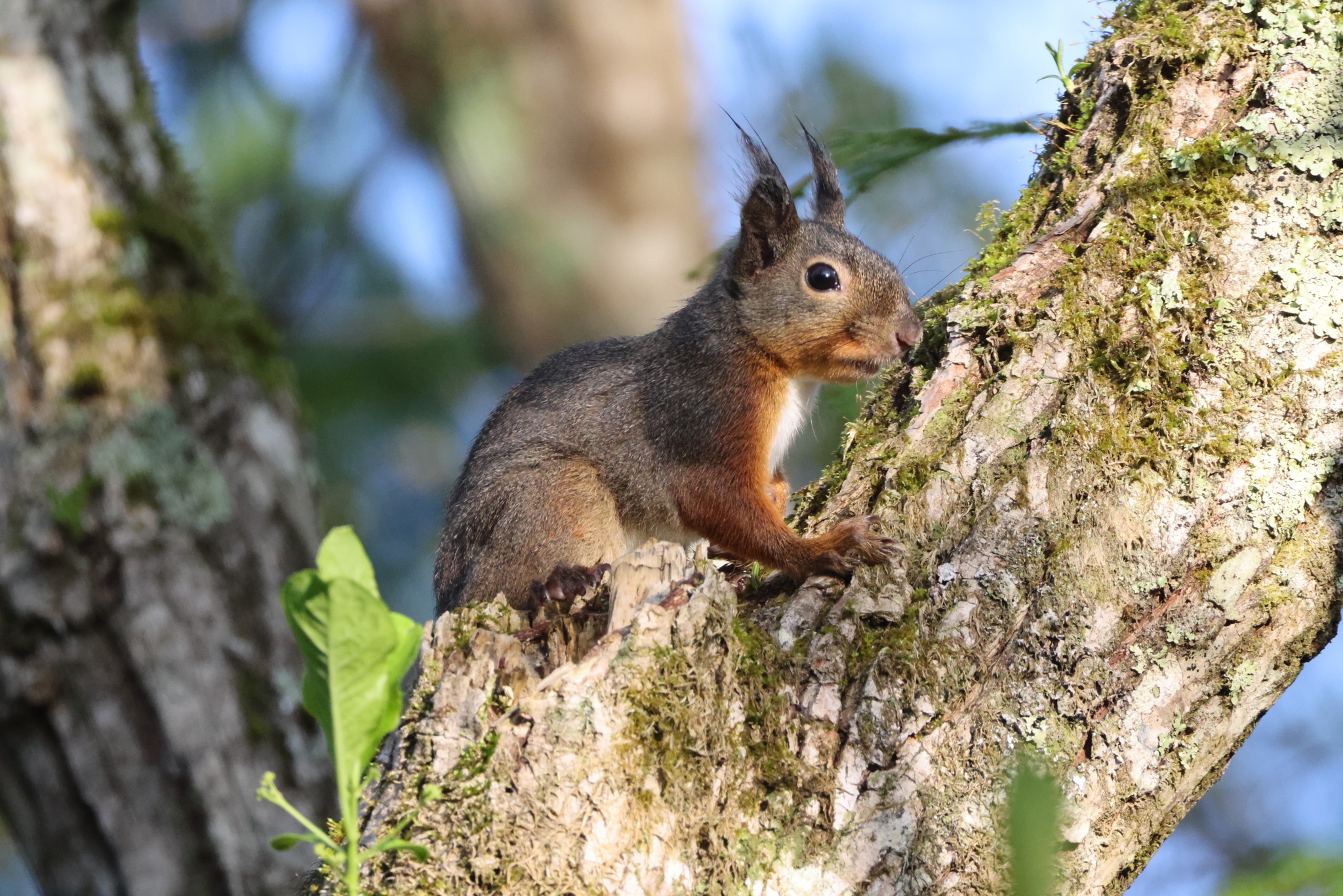 Photos of Japanese Squirrel (Sciurus lis) · iNaturalist