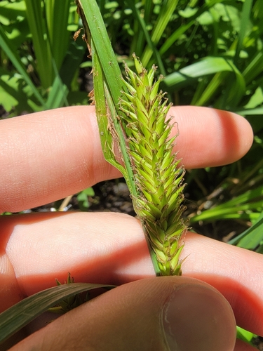 Image of Carex lacustris by (c) simonpesant, some rights reserved (CC BY)