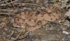 Crotalus cerastes cerastes