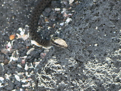 Pseudalsophis occidentalis