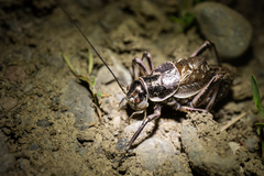 Cyphoderris monstrosa