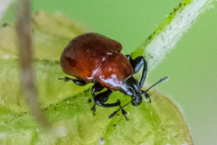 Synolabus nigripes