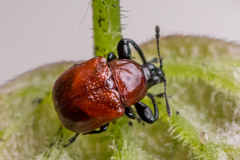 Synolabus nigripes