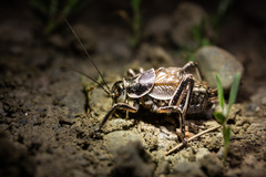Cyphoderris monstrosa