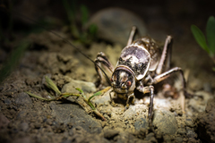 Cyphoderris monstrosa