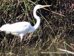 Ardea alba modesta