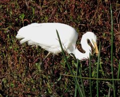 Ardea alba modesta