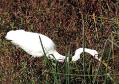 Ardea alba modesta