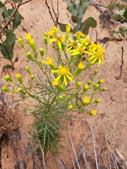 Senecio riddellii