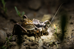 Cyphoderris monstrosa