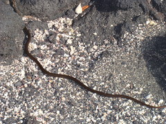 Pseudalsophis occidentalis