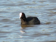 Fulica atra