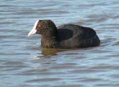 Fulica atra