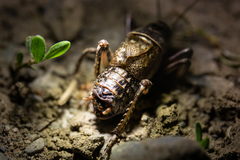 Cyphoderris monstrosa