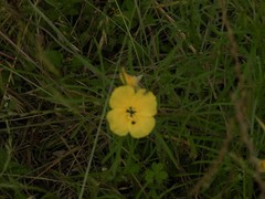 Oenothera serrulata