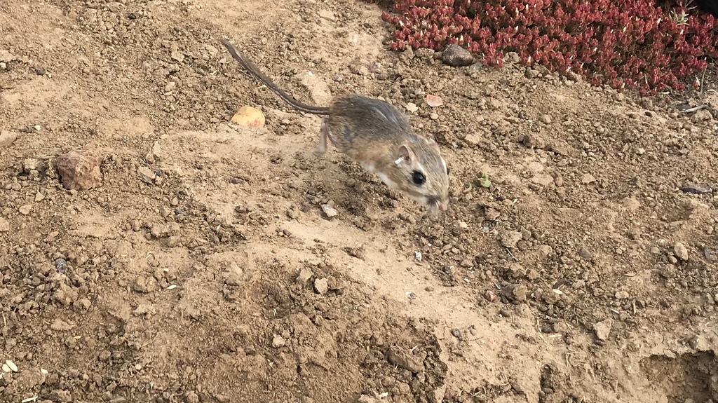 San Quintin Kangaroo Rat