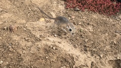 San Quintin Kangaroo Rat photo 1