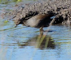 Gallinula tenebrosa