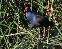 Porphyrio melanotus