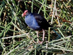 Porphyrio melanotus