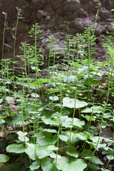 Pachyphragma macrophyllum