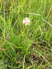 Asclepias linearis